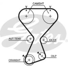 Paskirstymo diržas  GATES T313